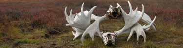 Moose Antlers